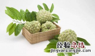 释迦果的功效与禁忌 牛奶释迦果的功效与禁忌