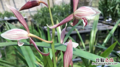 兰花无土栽培方法 兰花无土栽培植料