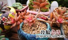 铭月的养殖方法 铭月夏季怎么养