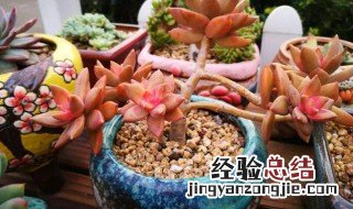 铭月的养殖方法 铭月夏季怎么养