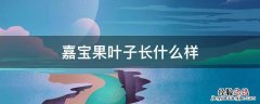 嘉宝果叶子长什么样 嘉宝果叶子品种区别图片