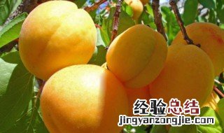 杏子的功效与作用 杏子的功效与作用是什么
