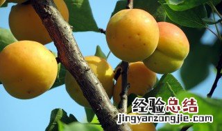 杏子树怎么繁殖 杏树怎样繁殖