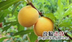 杏子和黄桃的区别 杏子和黄桃的区别在哪里