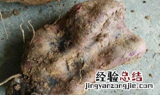 田薯有什么功效与作用 田薯有什么功效与作用图片