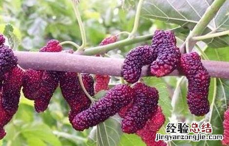 桑葚树为什么要修剪呢 桑葚树为什么要修剪