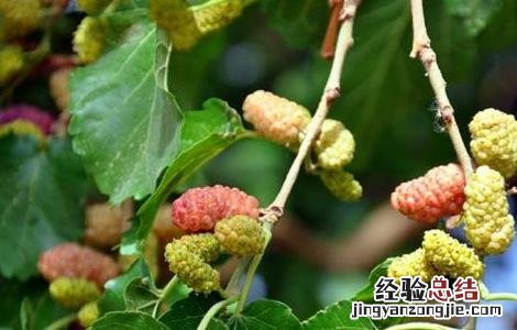 桑葚树为什么要修剪呢 桑葚树为什么要修剪