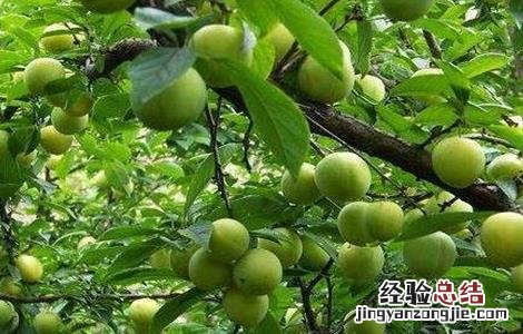 李子树冬季防冻措施 李子树怎么防冻