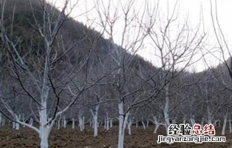 李子树冬季防冻措施 李子树怎么防冻