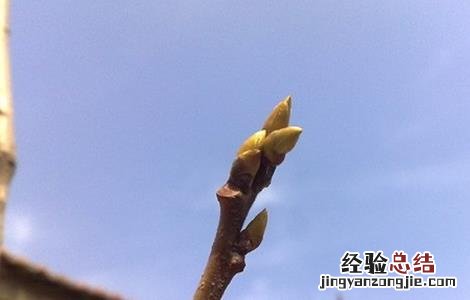 柿子树夏季如何修剪 柿子树夏季修剪方法
