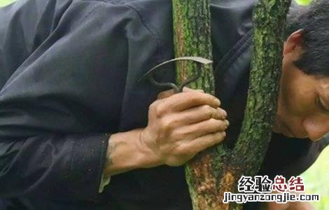 柿子树夏季如何修剪 柿子树夏季修剪方法