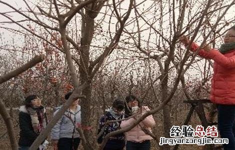 柿子树夏季如何修剪 柿子树夏季修剪方法