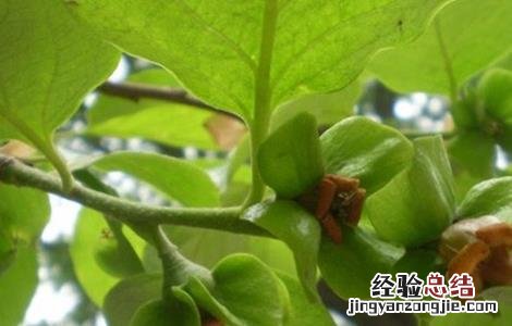 柿子树夏季如何修剪 柿子树夏季修剪方法