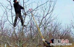 苹果的冬剪技术 苹果冬季修剪方法如下