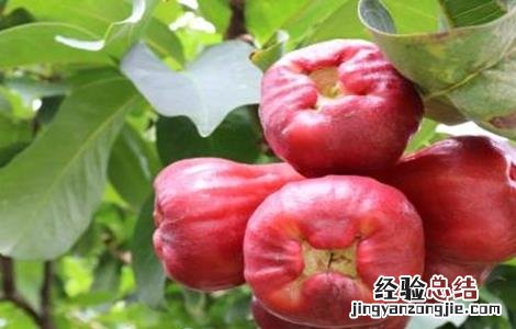 莲雾设施栽培要点 莲雾栽培技术要点
