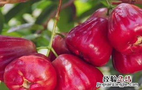 莲雾设施栽培要点 莲雾栽培技术要点