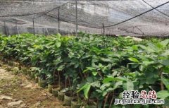 莲雾设施栽培要点 莲雾栽培技术要点