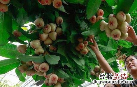 莲雾设施栽培要点 莲雾栽培技术要点
