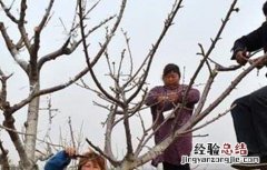 苹果树疏枝时间及方法 苹果树什么时间疏果