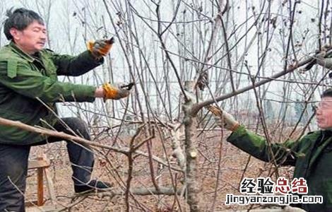 苹果树疏枝时间及方法 苹果树什么时间疏果