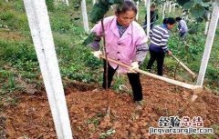 猕猴桃施肥时间 猕猴桃施肥时间表