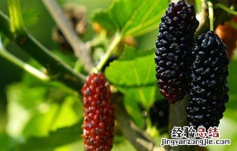 桑葚树施肥形式有几种 桑葚树施肥形式