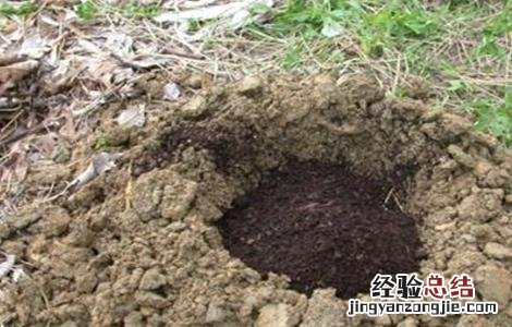 桑葚树施肥形式有几种 桑葚树施肥形式