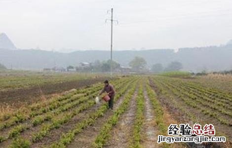 桑葚树施肥形式有几种 桑葚树施肥形式