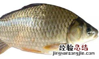 鲫鱼籽怎么做好吃 鲫鱼有籽怎么做