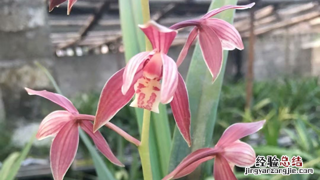 墨兰的叶子发黄 墨兰的叶子发黄怎么办