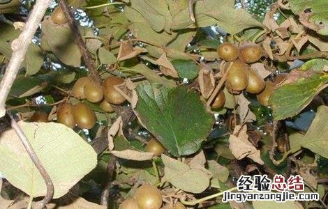 猕猴桃缺素症有那些 猕猴桃缺素症有那些表现