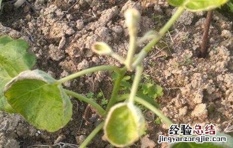 猕猴桃缺素症有那些 猕猴桃缺素症有那些表现