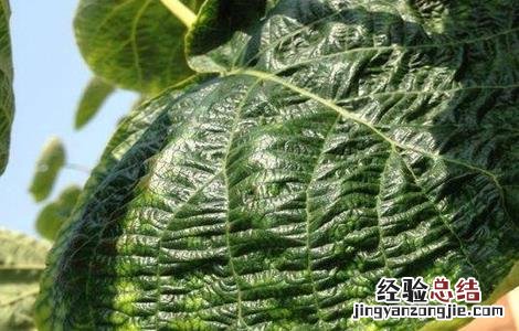 猕猴桃缺素症有那些 猕猴桃缺素症有那些表现