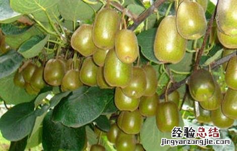 猕猴桃缺素症有那些 猕猴桃缺素症有那些表现