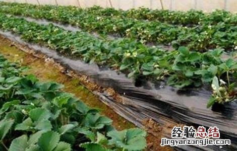 打破草莓休眠可以用植物动力2003吗? 如何打破草莓休眠