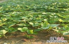 打破草莓休眠可以用植物动力2003吗? 如何打破草莓休眠