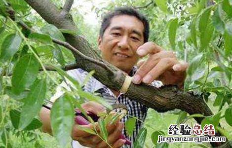冬枣环剥注意事项及禁忌 冬枣环剥注意事项