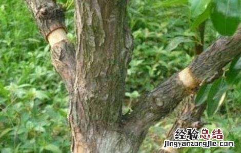 冬枣环剥注意事项及禁忌 冬枣环剥注意事项