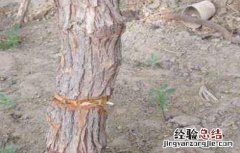 冬枣环剥注意事项及禁忌 冬枣环剥注意事项