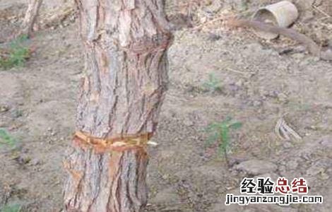 冬枣环剥注意事项及禁忌 冬枣环剥注意事项