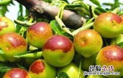 冬枣成熟期管理要点是什么 冬枣成熟期管理要点