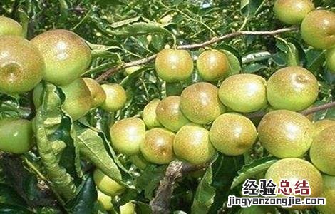 冬枣成熟期管理要点是什么 冬枣成熟期管理要点