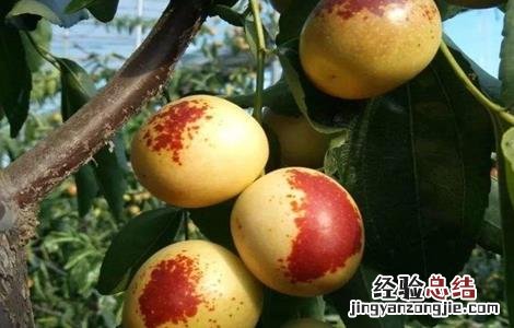 冬枣成熟期管理要点是什么 冬枣成熟期管理要点