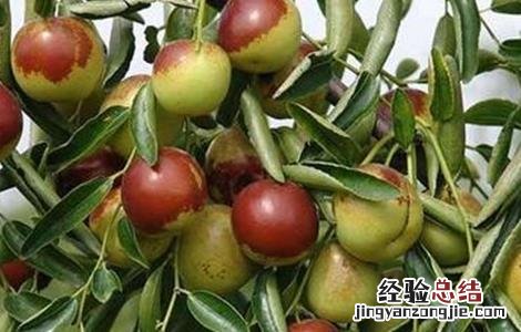 冬枣成熟期管理要点是什么 冬枣成熟期管理要点