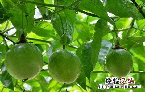 百香果药害叶子表现 百香果药害怎么办