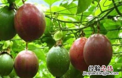 百香果药害叶子表现 百香果药害怎么办