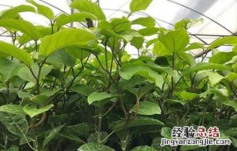 百香果药害叶子表现 百香果药害怎么办