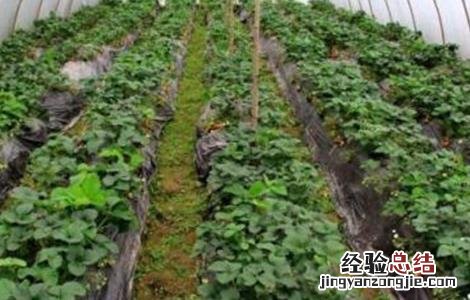 草莓种植覆膜 草莓覆膜防寒技术