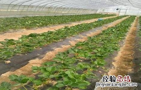 草莓种植覆膜 草莓覆膜防寒技术