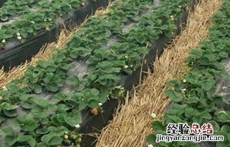 草莓种植覆膜 草莓覆膜防寒技术